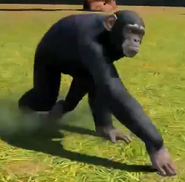 Central-chimpanzee-zootycoon3