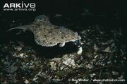 European-plaice-swimming.jpg