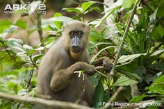 Female-mandrill-feeding.jpg