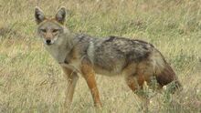 Golden-wolf-canus-anthus.jpg