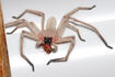 Huntsman Spider