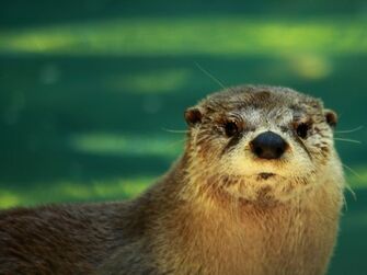 Jessica the Otter (Original)