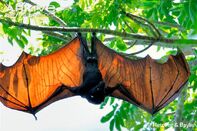 Pteropus vampyrus.jpg
