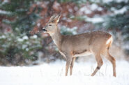 Roe Deer Doe