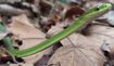 Rough Green Snake (Green)