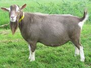 Toggenburg Goat.jpg