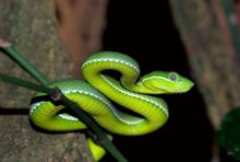 Viridovipera stejnegeri 01.jpg