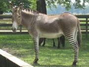 Zonkey