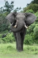 African Elephant Bull.jpg (205 KB)