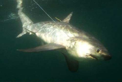 baby thresher shark