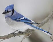 Blue Jay