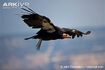 California Condor