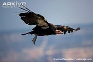 California Condor as Captain