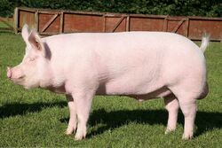 English Large White Pig.jpg
