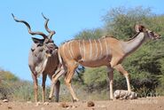 Male and Female Kudus