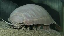 Nc rarefeastisopod 151206.nbcnews-ux-1080-600.jpg