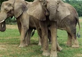 New-elephants.jpg (158 KB)
