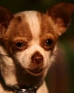 Papi Jr. as Hathi Junior