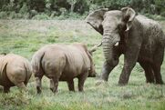 Rhinoceros Vs Elephant