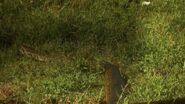 Serengeti African Rock Python