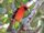 White-Winged Tanager