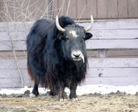 Yak.jpg