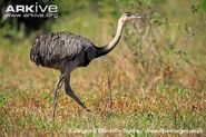 Adult-female-greater-rhea-walking