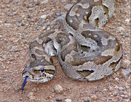 African rock python