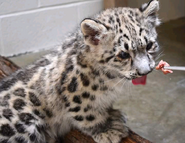 Baby snow leopard