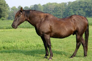 Domestic Horse (Stallion)