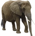 Eac10438 elephant.png (975 KB)