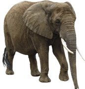 Eac10438 elephant