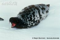 Female-hooded-seal-threat-display.jpg