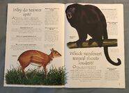 Jungle Animals (Over 100 Questions and Answers to Things You Want to Know) (4)