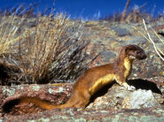 Long-Tailed Weasel as Sara Bellium