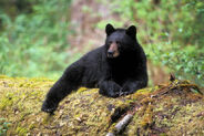 Eastern Black Bear as Megalosaurus