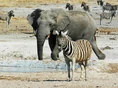 Photo-of-Zebra-Namibia-one-elephant-575x428.jpg (88 KB)