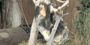 Point Defiance Zoo Two-Toed Sloth