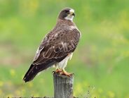 Swainson's Hawk as Mastodonsaurus