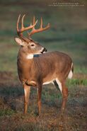 White-tailed deer (Odocoileus virginianus)