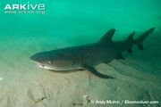 Whitetip Reef Shark