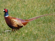 (Phasianus colchicus).jpg