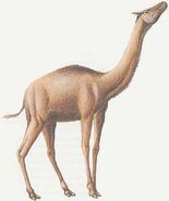 Aepycamelus