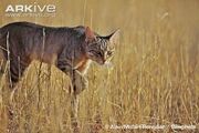 African-wildcat-stalking-in-long-grass75