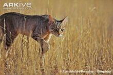 African-wildcat-stalking-in-long-grass75.jpg