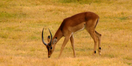 Cincinnati Zoo Impala