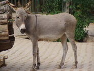 Donkey, Domestic