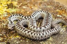European adder.jpg