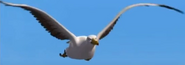 Gon Albatross
