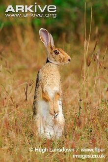Hare, Indian.jpg